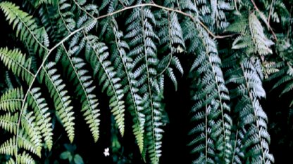 Antalya'da süs bitkileri için Organize Tarım Bölgesi kurulacak