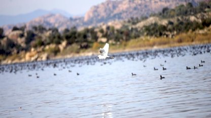 Bafa Gölü'nde doğal yaşam, yağışlarla yeniden canlanıyor