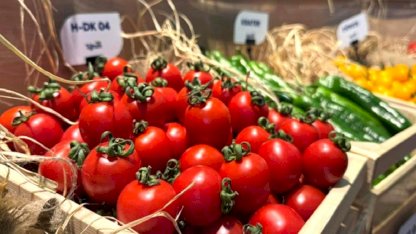 Domates, biber ve salatalık tohumları Türkiye'den yurt dışına gidiyor