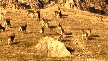 Elazığ'daki tarihi kalede dağ keçileri görüldü