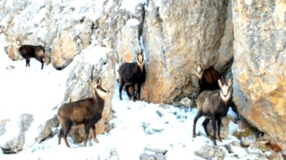 Erzincan Munzur’un beyaz zirvesinde şamualar görüntülendi