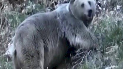 Erzincan'da kış uykusuna hazırlanan ayılar