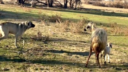 Erzincan'da yavrusunu köpeğe karşı korumak isteyen anne koyun