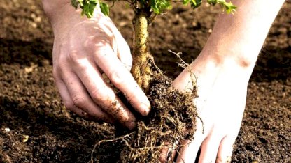 Evin bahçesine dikilmemesi gereken ağaçlar: Evin huzurunu kaçırıyor…