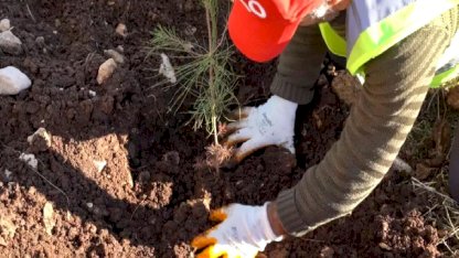 Gabar'da fidan dikim seferberliği