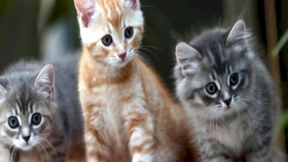 Hesaplandı: Dünyadaki güncel kedi sayısı...