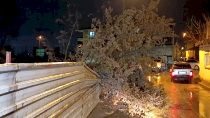 İnegöl'de Ağaç Devrildi