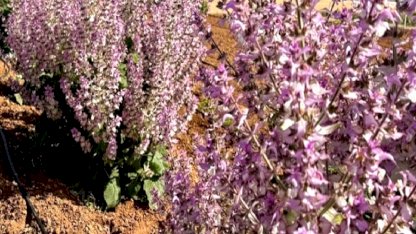 Kırşehir'de aromatik bitkiler alternatif ürün oldu