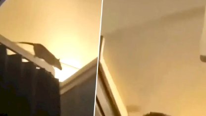 KLM uçağında fare alarmı: 250 yolcu Karayipler'de mahsur kaldı