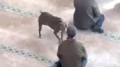 Kocaeli'de cuma vaazı sırasında camiye pitbull girdi