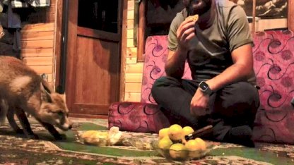 Kocaeli'de 'Tilko' ismini verdiği tilkiyi elleriyle besliyor