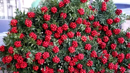 Kokina Çiçeği Yılbaşında Vitrine Çıkıyor