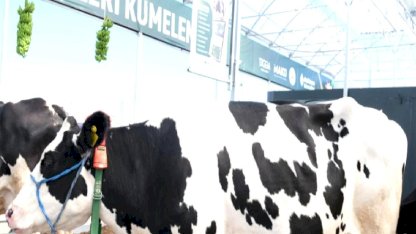 Küpeli Çoban Furkan'ın hedefi: 100 başlık otonom çiftlik kurmak