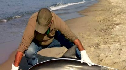 Kuşadası'nda Ölü Tırtak Yunusu Bulundu