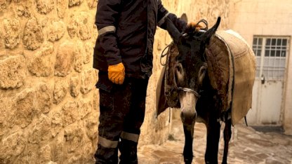 Mardin'de 'kadrolu' eşekleri emekli edecek proje hayata geçiyor