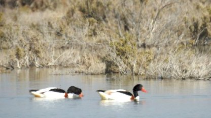 Mersin Göksu Deltası, göçmen kuşlarla doldu