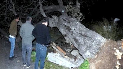 Mersin'de şiddetli rüzgar asırlık meşe ağacını devirdi