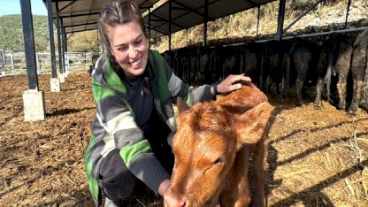 Muğla'da bakanlık projesiyle hayvancılığa başladı: Şimdiden 7 buzağım oldu
