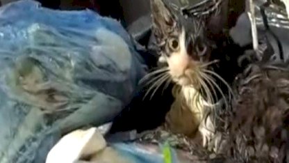 Muğla'da poşete koyulup çöpe atılan kedi kurtarıldı