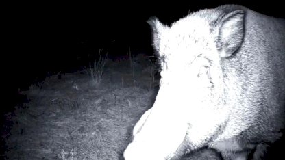 Tekirdağ'da yaban domuzunun fotokapanla savaşı: Söküp parçalamaya çalıştı