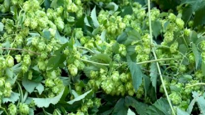 Türk çiftçisi çöpe atıyor, Avrupa'da kilosu 35 bin TL'den satılıyor