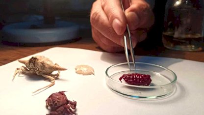 Türkiye kıyılarında bir ilk: Hint-Pasifik kökenli yeni yengeç türü tespit edildi