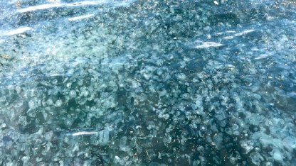 Üsküdar sahilinde binlerce denizanasının kıyıya vurduğu görüldü