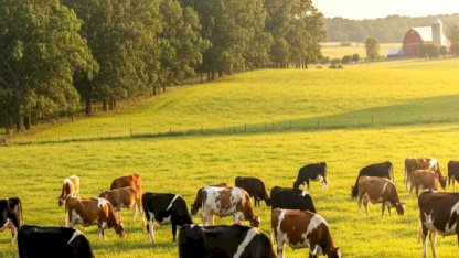 Uzmanlar Açıkladı: Şap Hastalıklı Hayvanın Yoğurdu Nasıl Anlaşılır? Tüketici Ne Yapmalı?