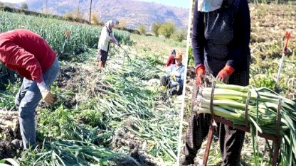 Yüzlerce dönümlük hasat! İlçenin tamamı kokmaya başladı, işçiler adeta akın etti