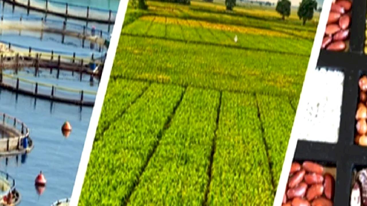 255 milyon lira çiftçilerin hesabında