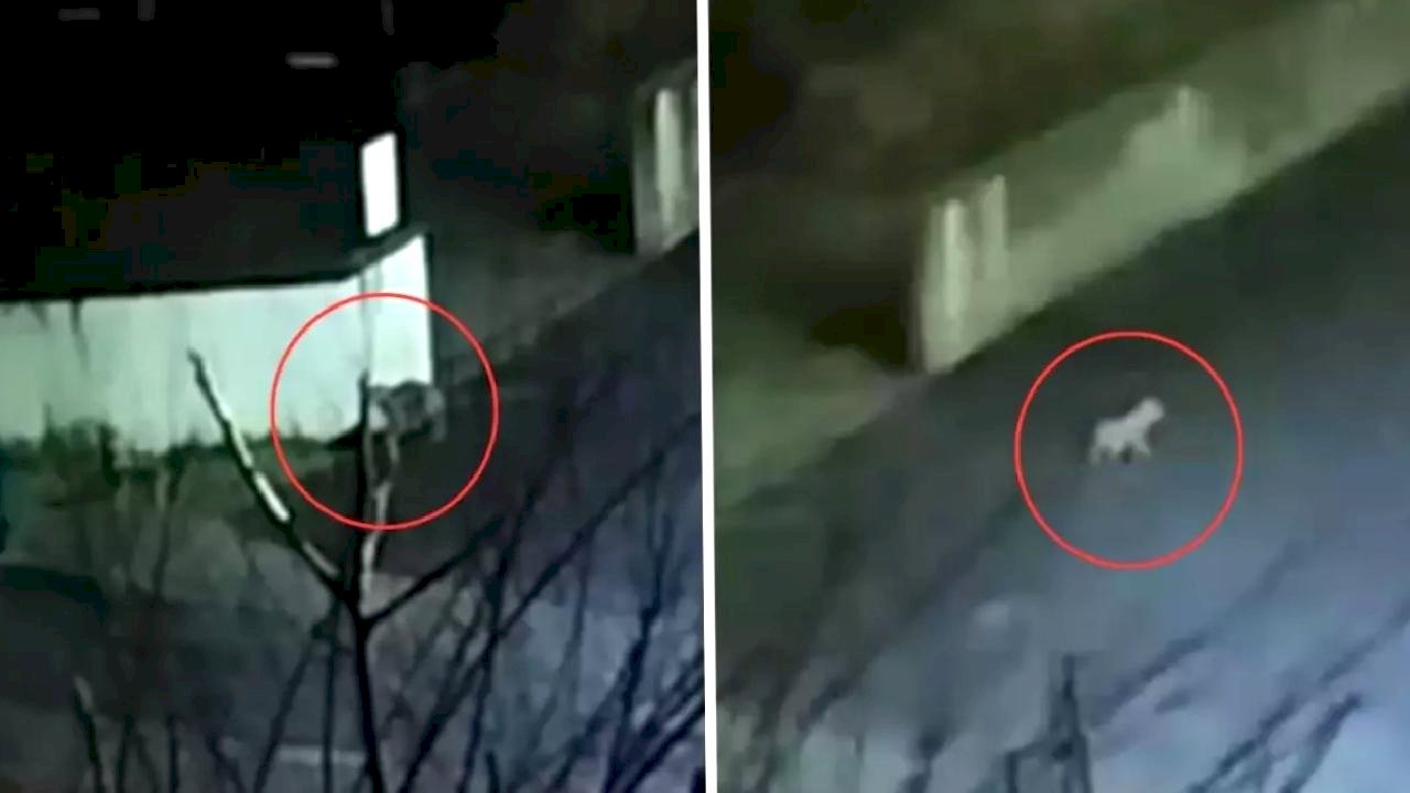 Aç kalınca mahalleye indiler