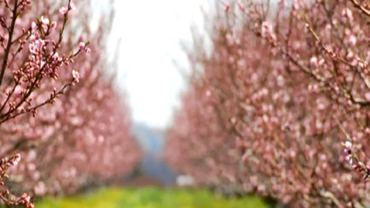 Bakan Yumaklı: “Meyve ve Sebzelerde Don Riskine Karşı Kapsamı Genişletiyoruz”