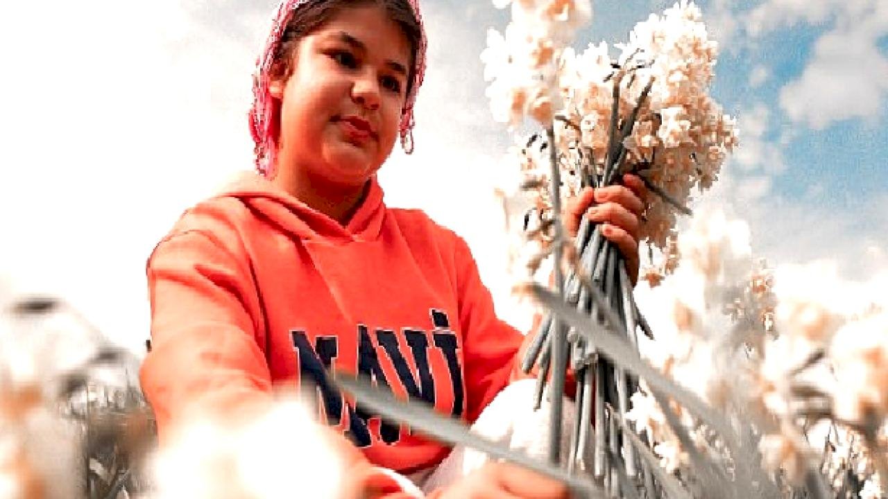 Bayındır'da Festival Heyecanı Başlıyor: Turan Mahallesi Nergis Kokularıyla Şenlenecek