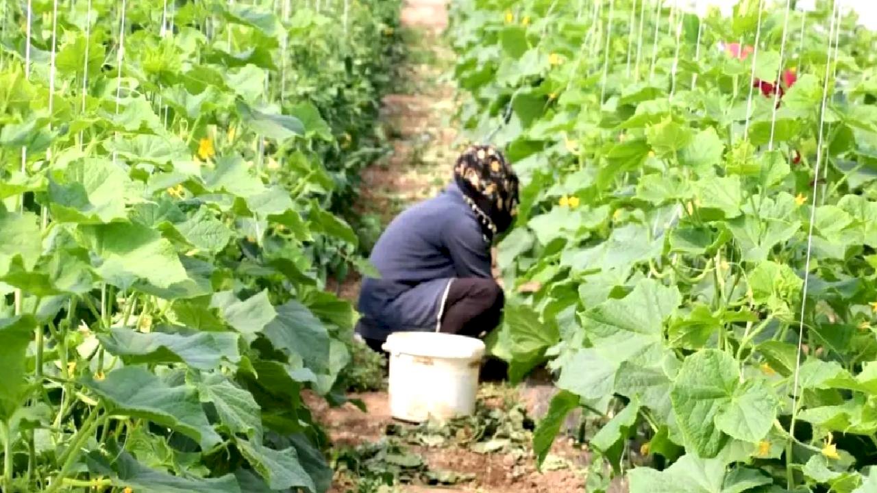 Erzincan'da Kadın Çiftçilere Sera Desteği