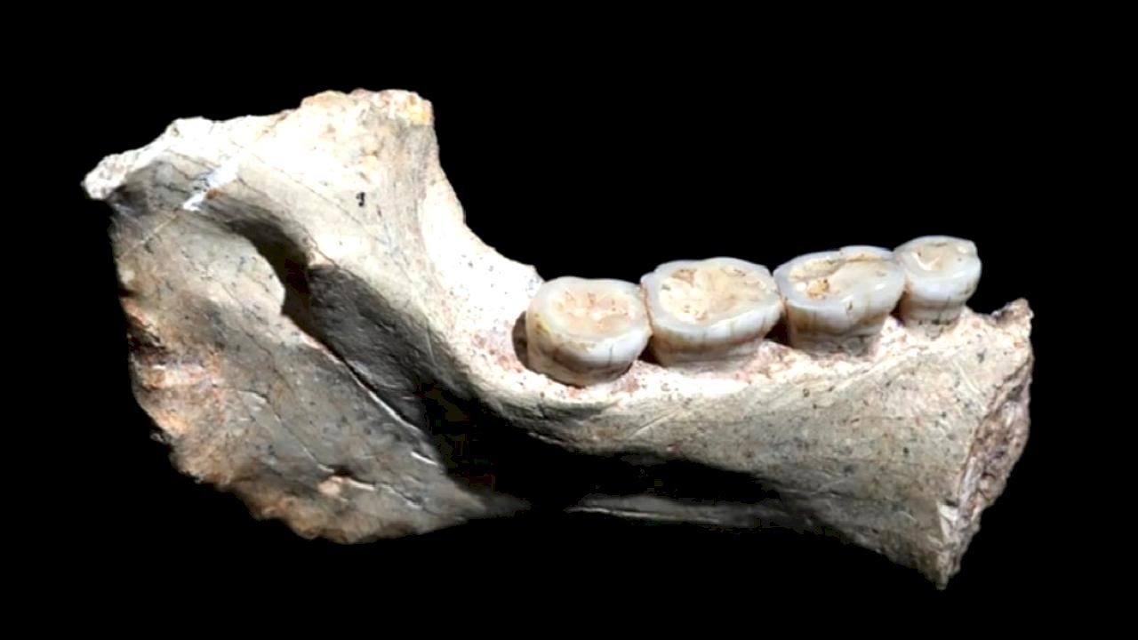 Fas'ta 773 bin yıl öncesine ait insan fosilleri bulundu