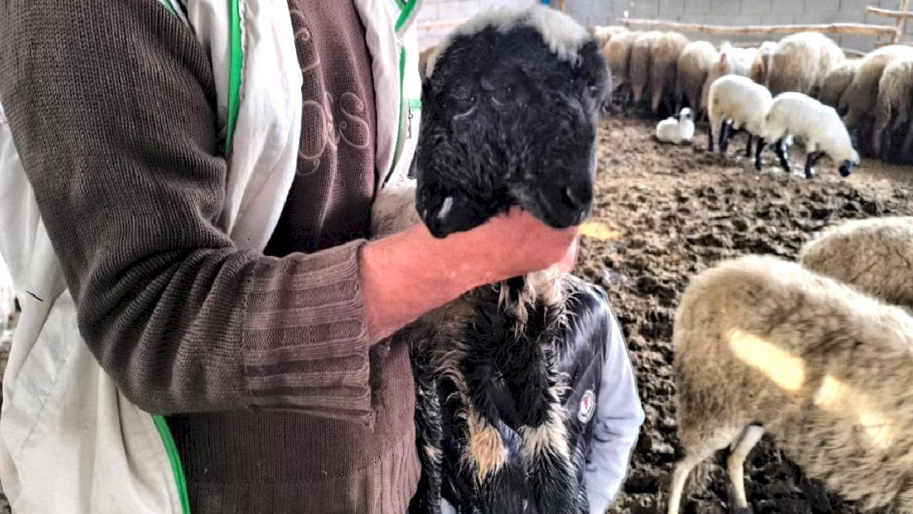 Hatay'da bir kuzu çift baş ve 4 göz ile doğdu