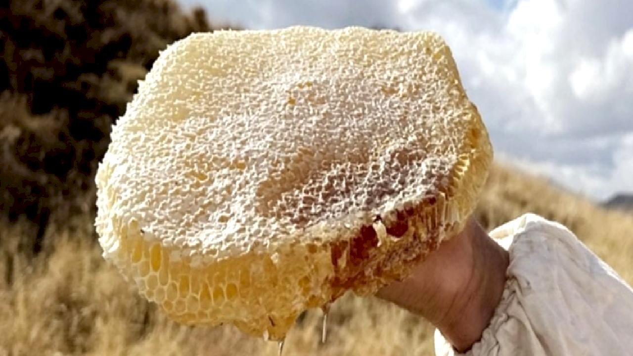 Ilgaz balı, satış rekoruyla Guinness'e girdi: Kilosu 11 bin 118 Euro