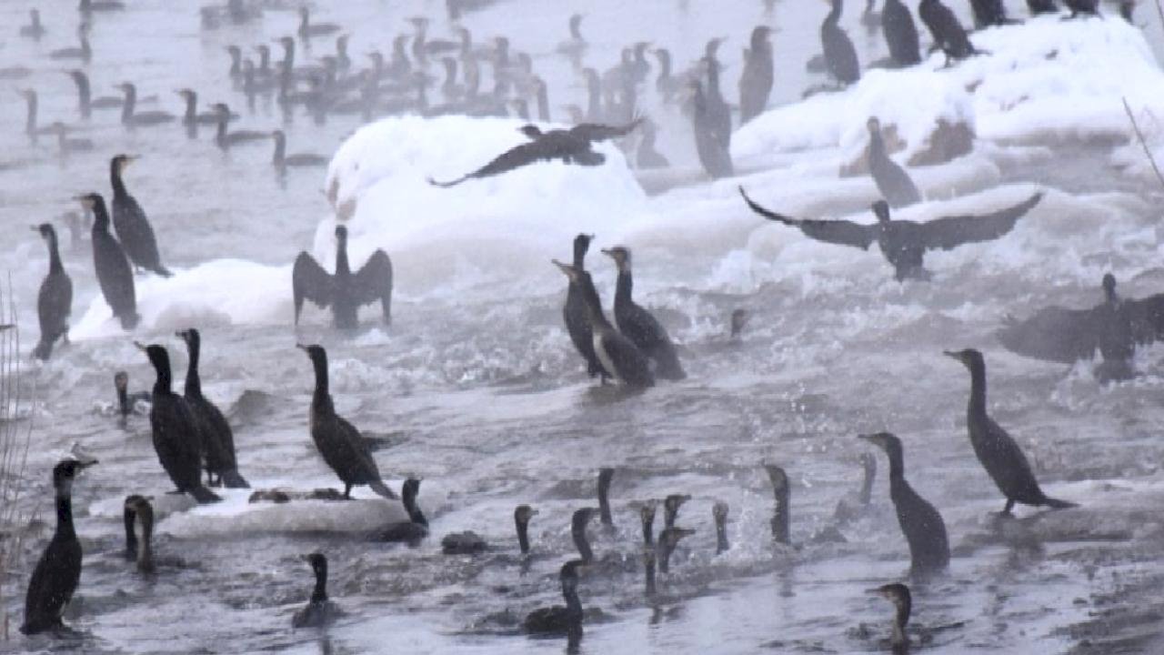 Kızılırmak’ta karabatak şöleni