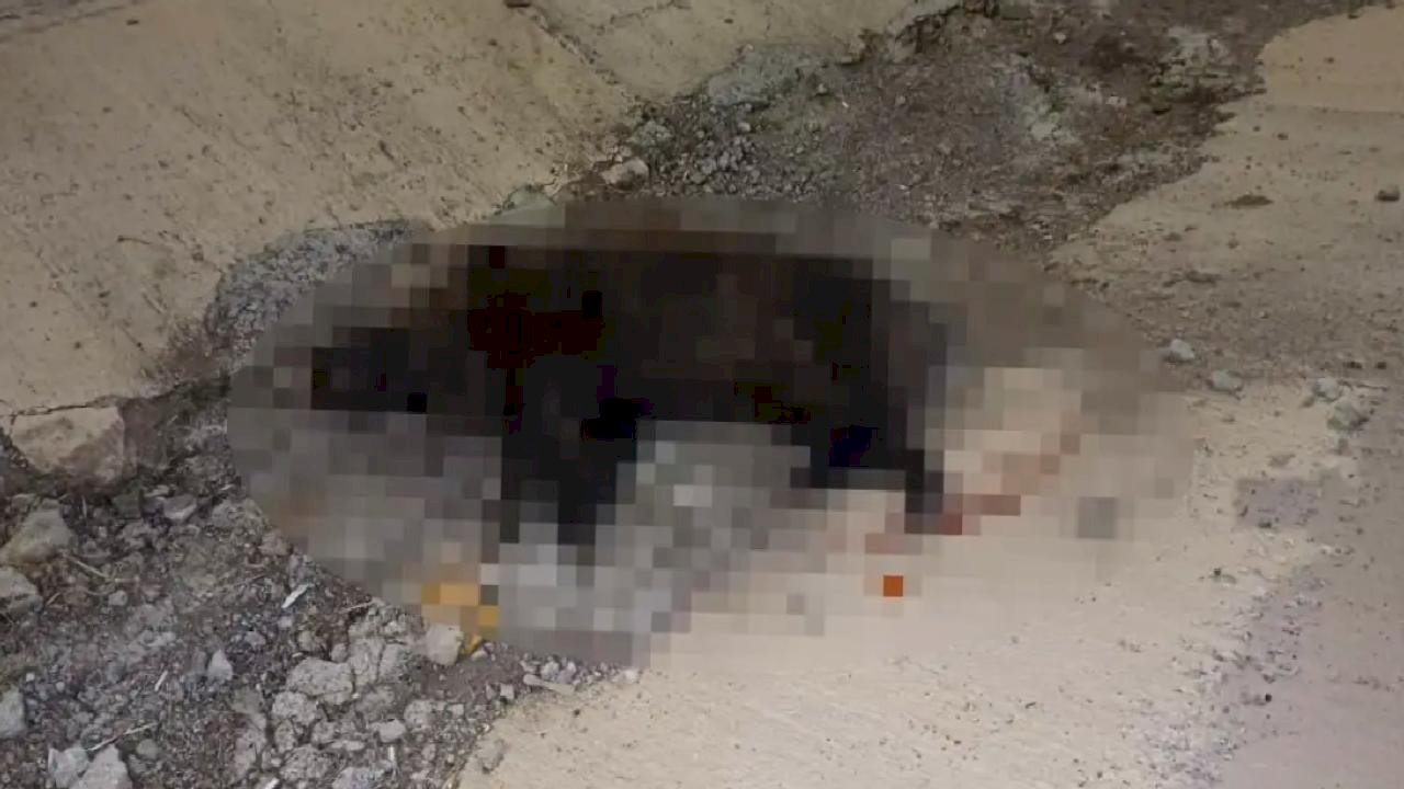 Konya'da Domuza Çarparak Kaza Yapan Sürücü Hayatını Kaybetti