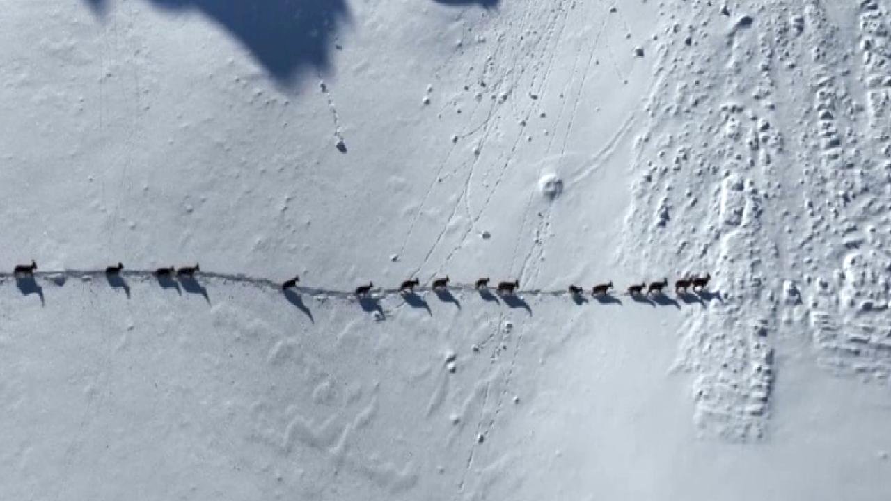 Munzur Dağları’nda yaban keçilerinin göçü