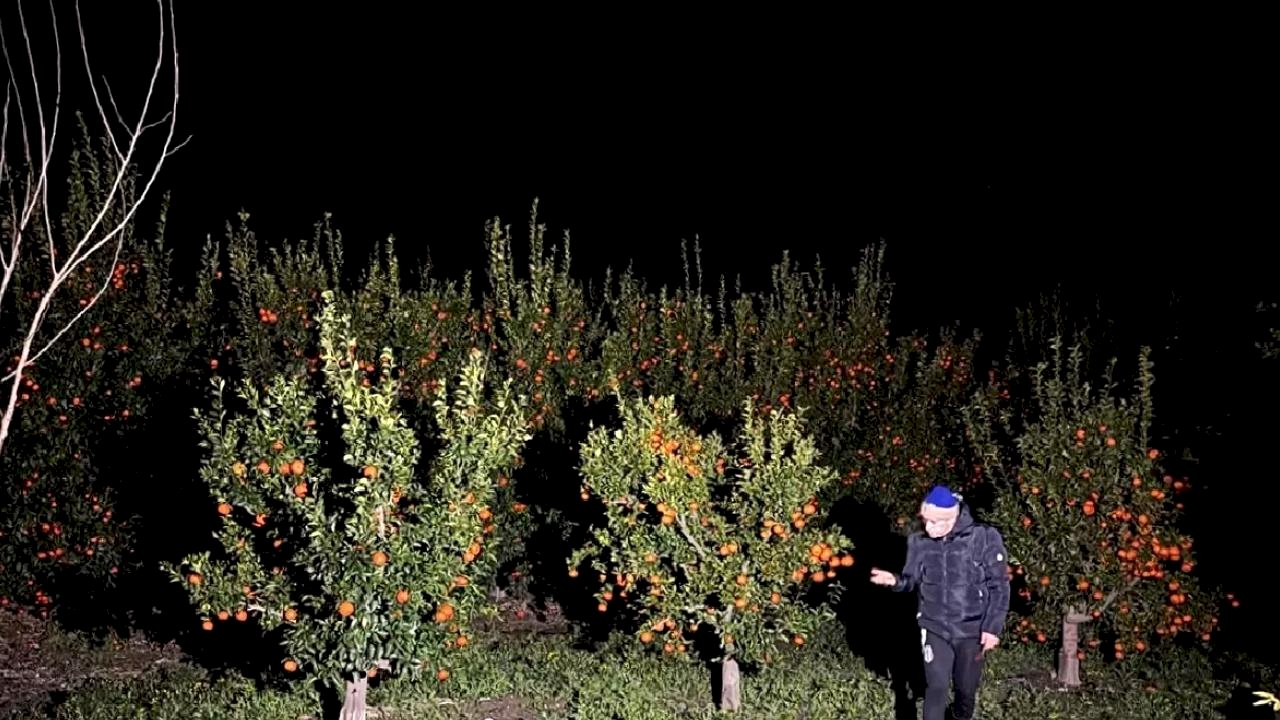 Narenciye Çiftçileri Don Önleyici Pervanelerle Nöbet Tutuyor