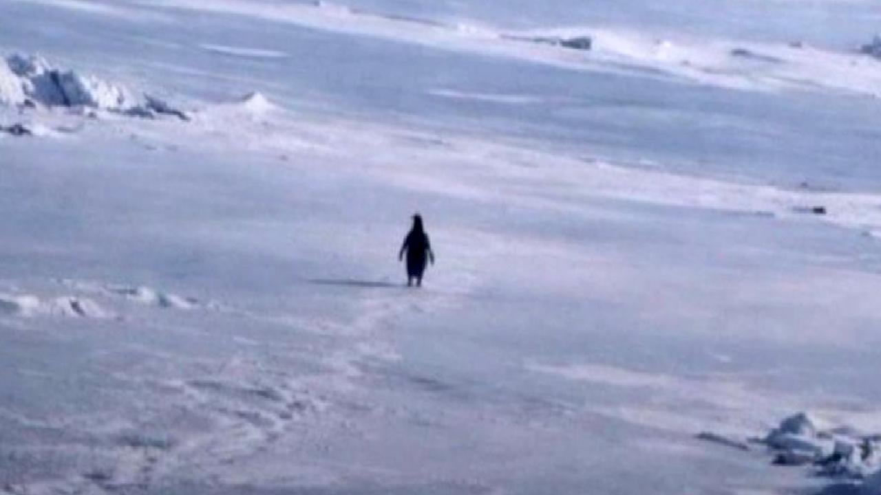 'Nihilist Penguen' Yıllar Sonra Viral Oldu: Sürüden Ayrılan Penguenin Hikayesi