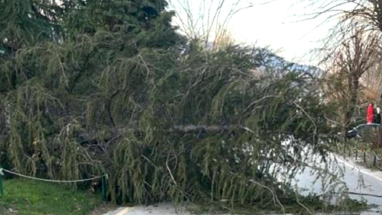 Sakarya'da şiddetli rüzgar etkili oldu: Ağaçlar devrildi