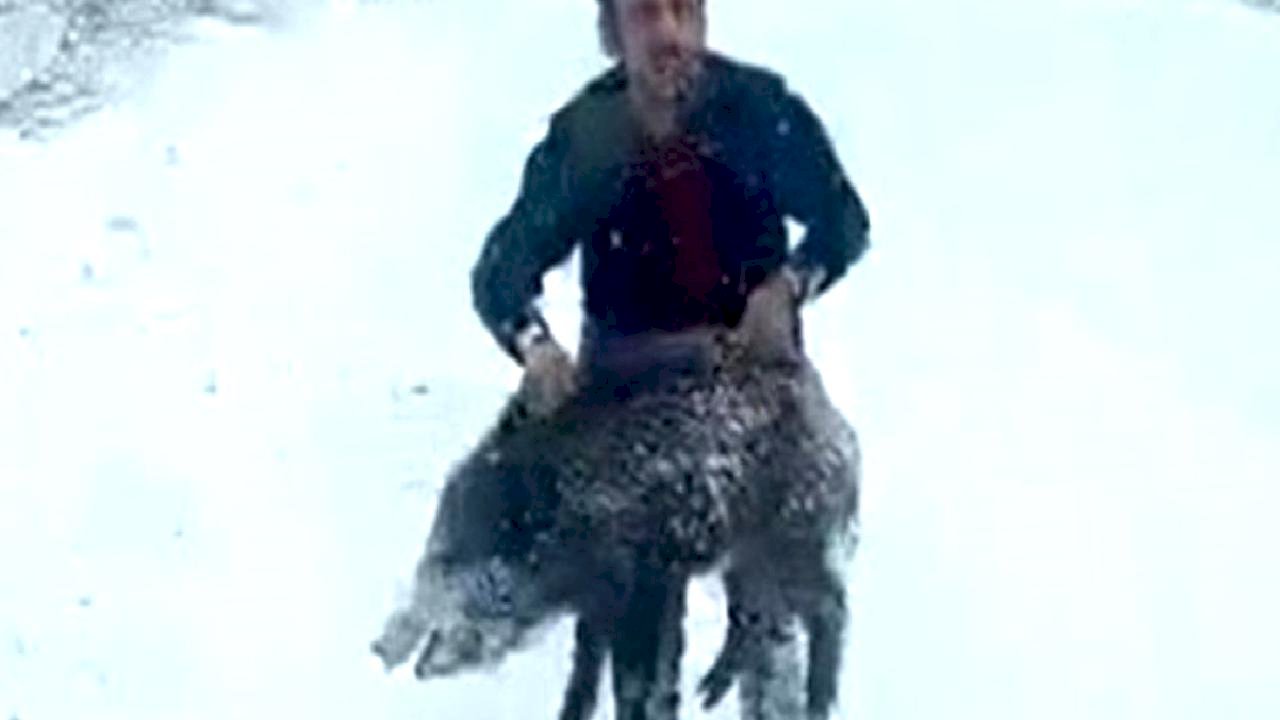 Sinop'ta domuz yakalayan adam konuştu