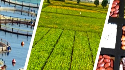 255 milyon lira çiftçilerin hesabında