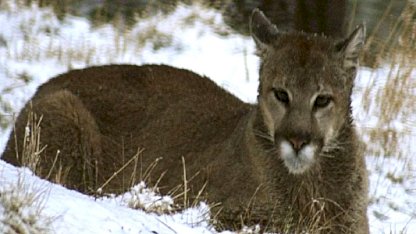 ABD'de yürüyüş yapan kadın puma saldırısında öldü