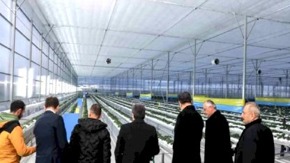 Bafra Sera OTB'de topraksız çilek üretimi