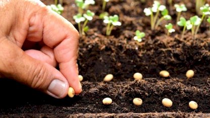 Baharda hasat için şimdi ekin! İşte Ocak ayında ekilmesi gereken bitki ve sebzeler