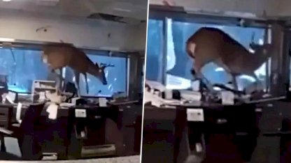 Banka alarmı çalınca polis gitti, davetsiz misafirle karşılaştı