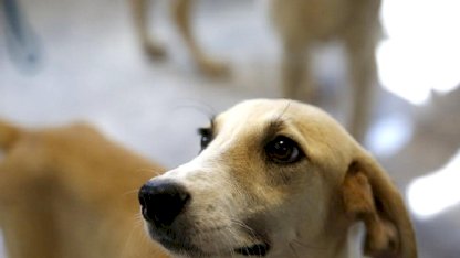 Büyükşehir'den Petshop sahiplerine ücretsiz eğitim